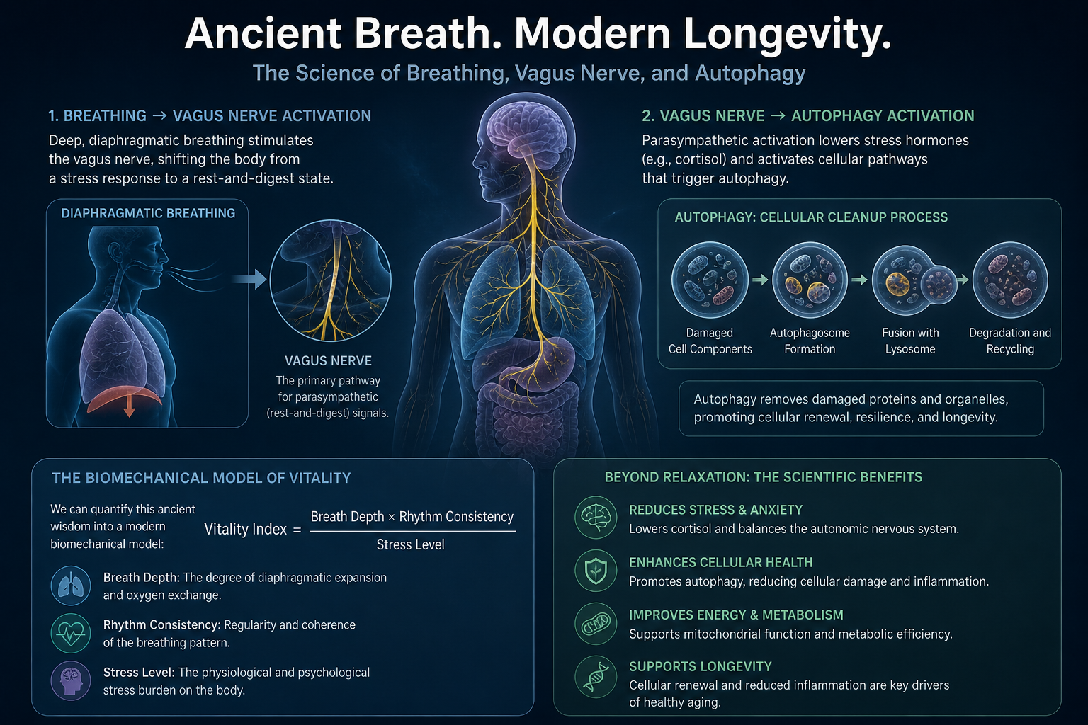 The Taoist Biohack: How 2,000-Year-Old Breathwork Triggers Cellular Autophagy
